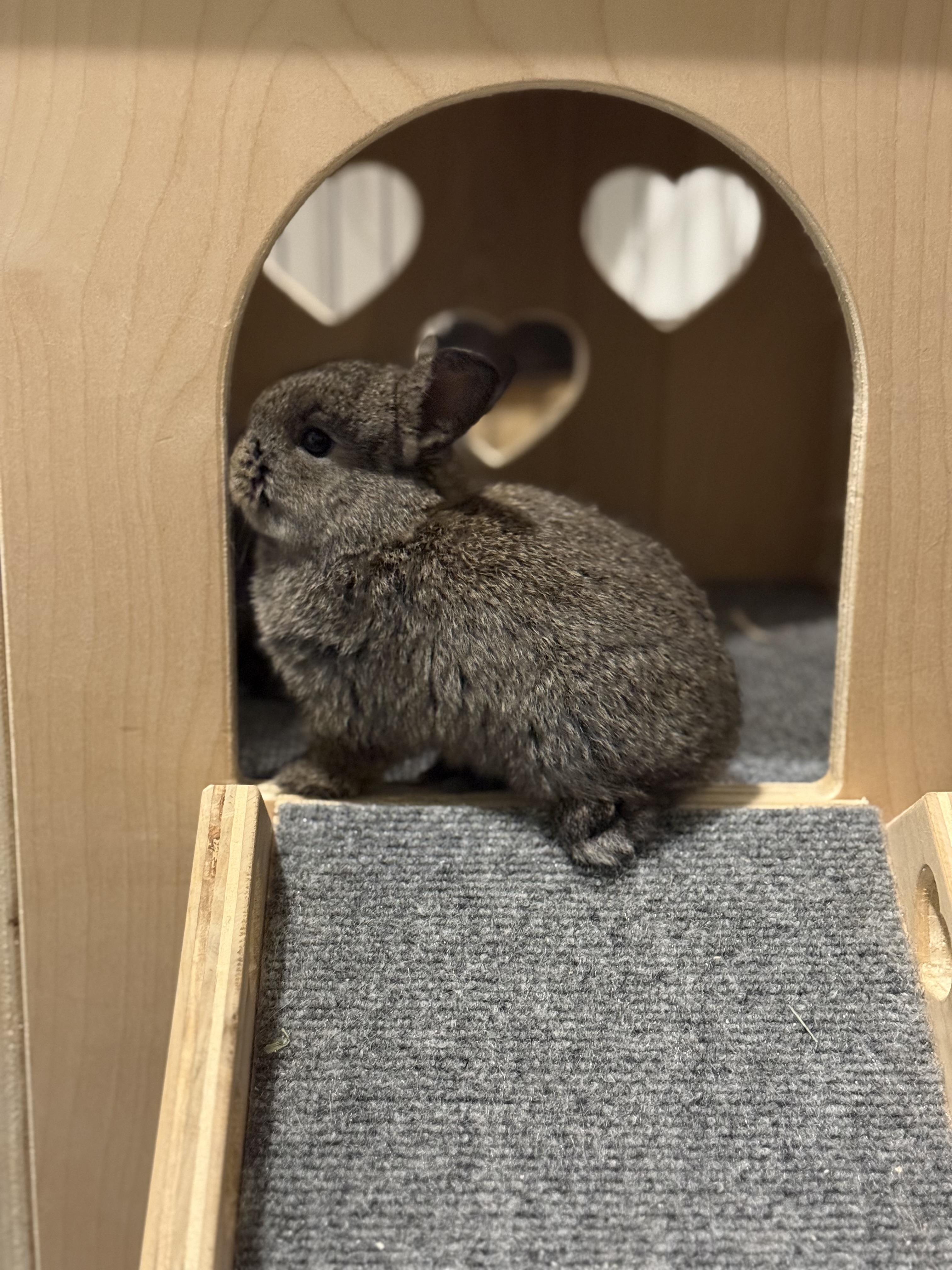 Enlarge Truffle Pop, a ADOPTABLE American in CARNATION, WA image 2/3
