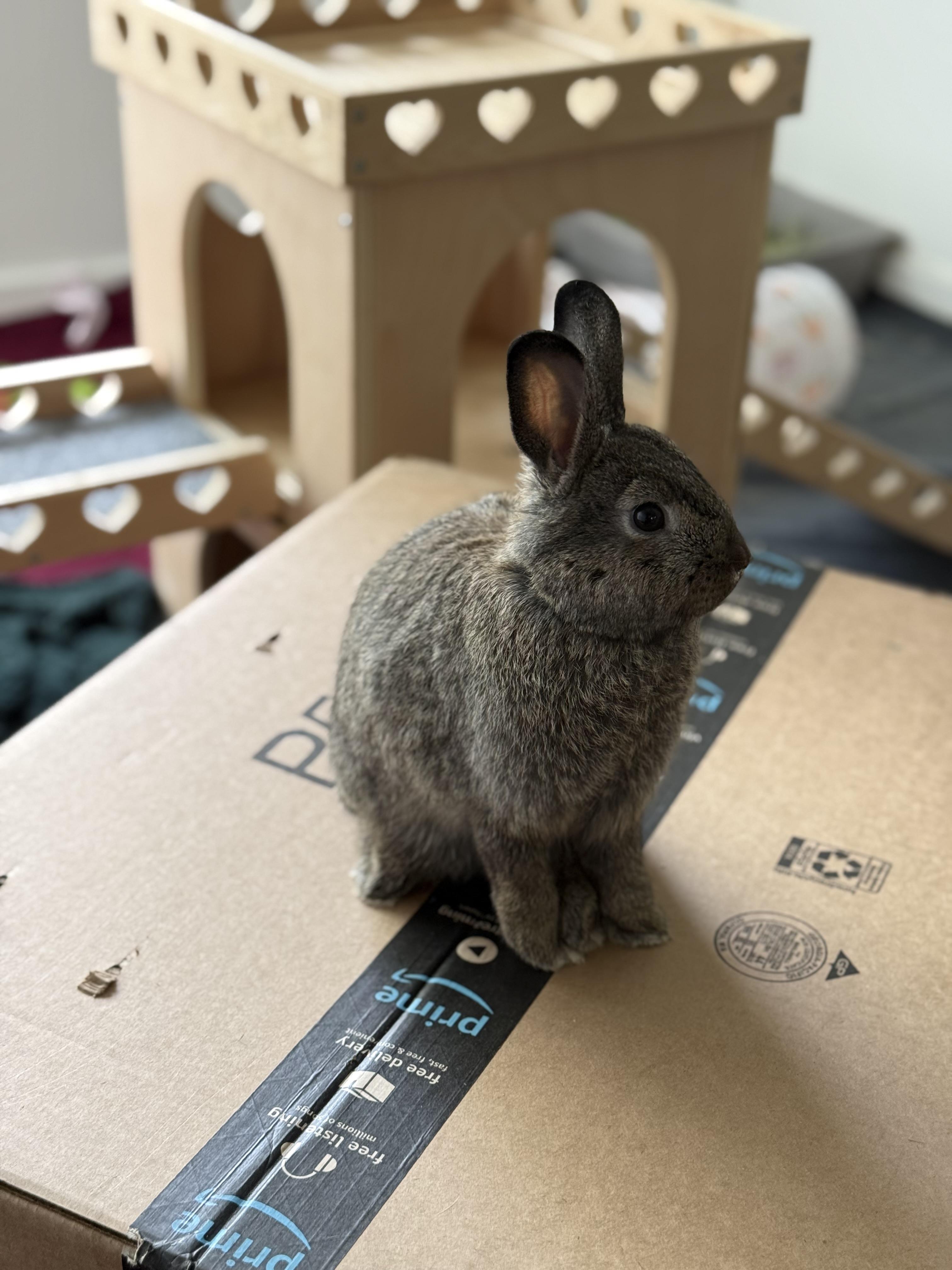 Truffle Pop, ADOPTABLE, Young Female American.