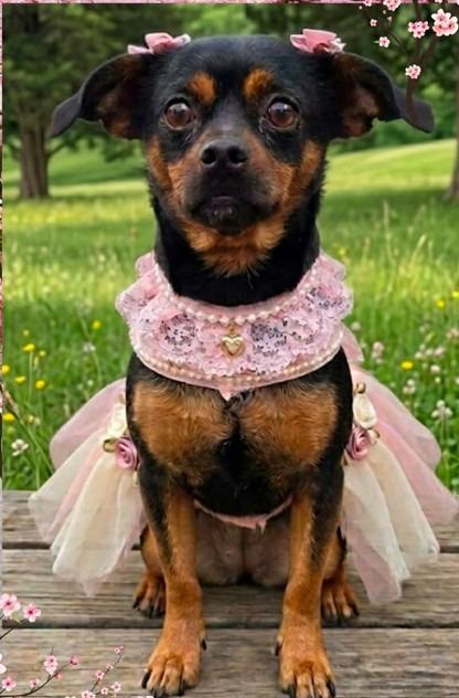 Enlarge Cherry Sakura $500, a Adoptable Chihuahua in Milwaukee, WI image 1/4