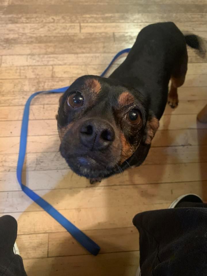 Enlarge Cherry Sakura $500, a Adoptable Chihuahua in Milwaukee, WI image 2/4