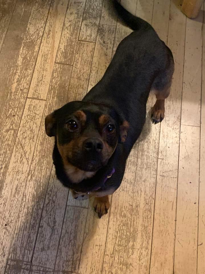 Enlarge Cherry Sakura $500, a Adoptable Chihuahua in Milwaukee, WI image 3/4