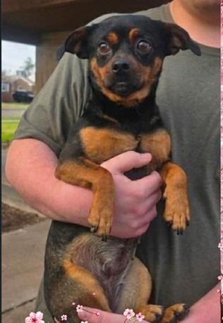 Enlarge Cherry Sakura $500, a Adoptable Chihuahua in Milwaukee, WI image 4/4