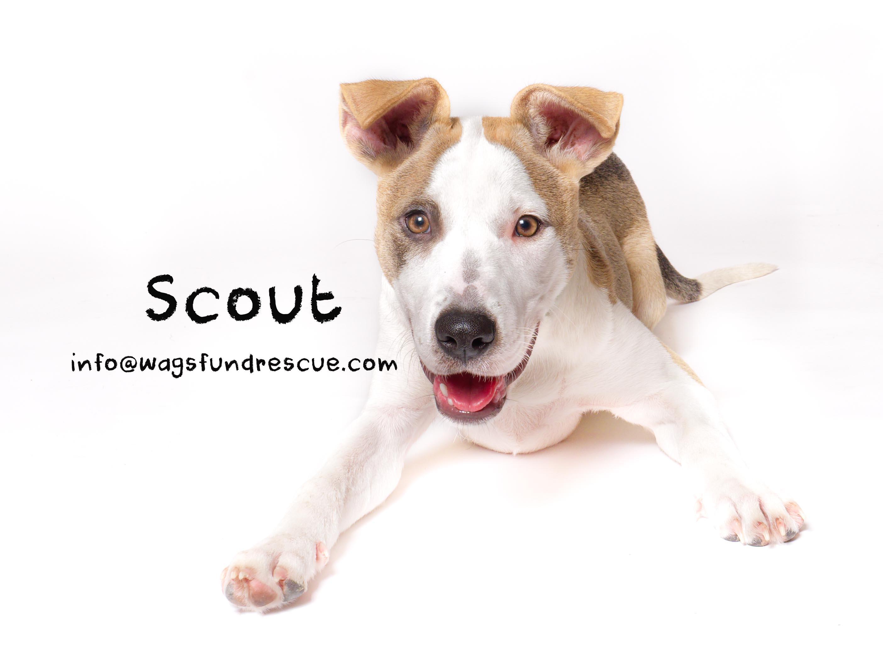 Scout, a Adoptable mixed breed in Houston, TX image 2/4