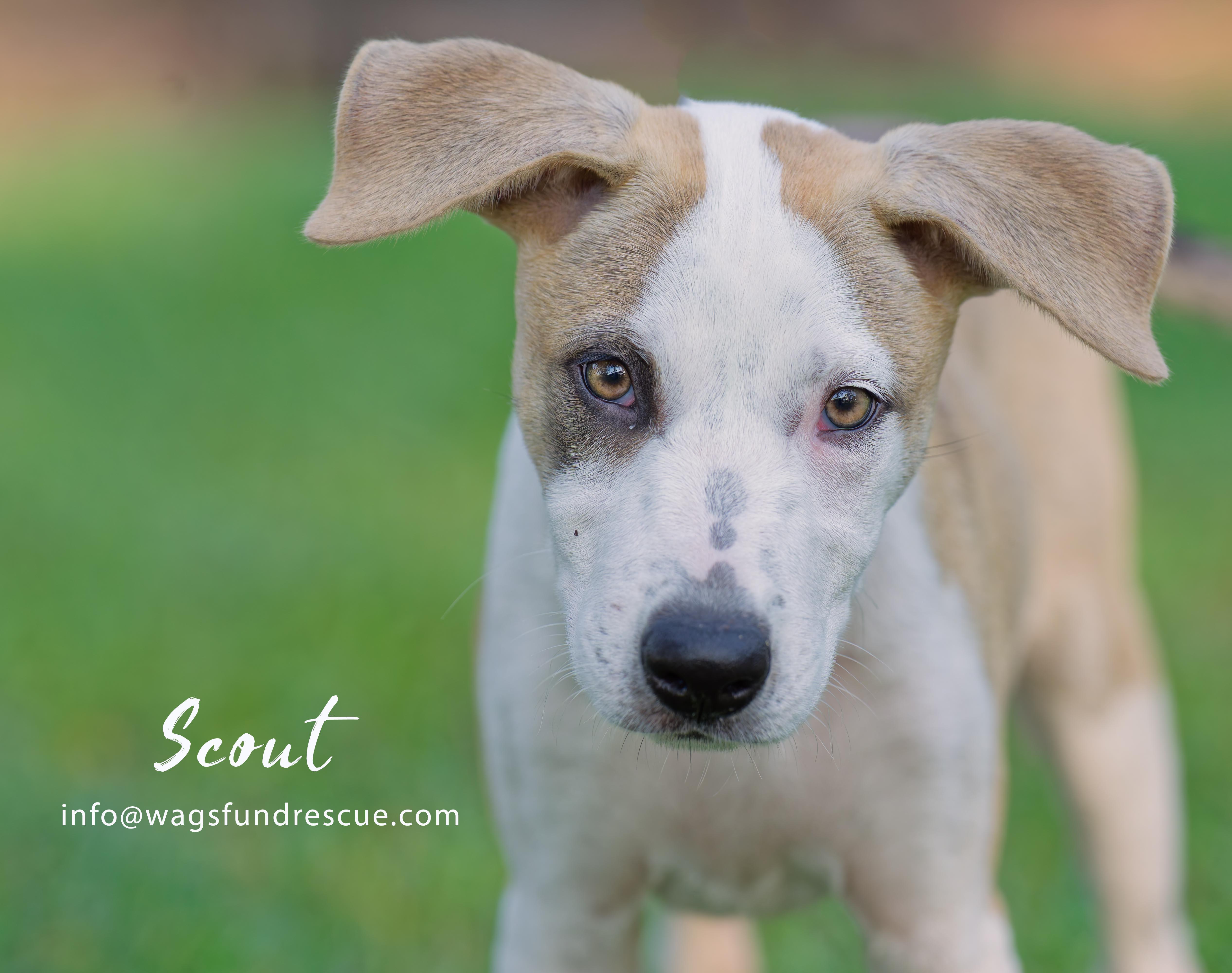 Scout, a Adoptable mixed breed in Houston, TX image 4/4