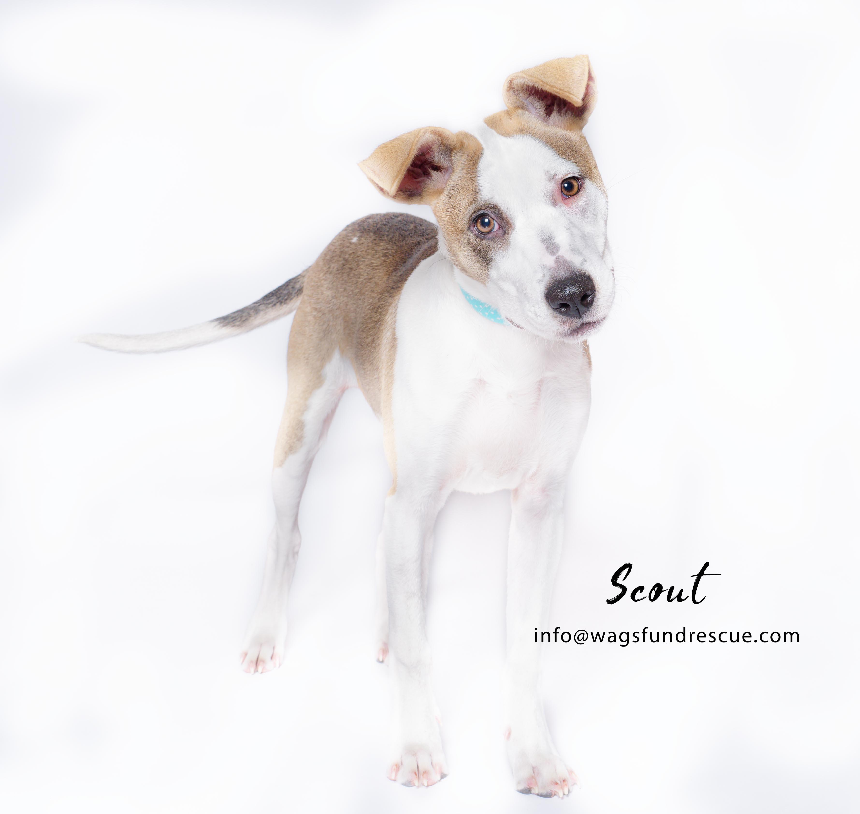 Scout, a Adoptable mixed breed in Houston, TX image 3/4