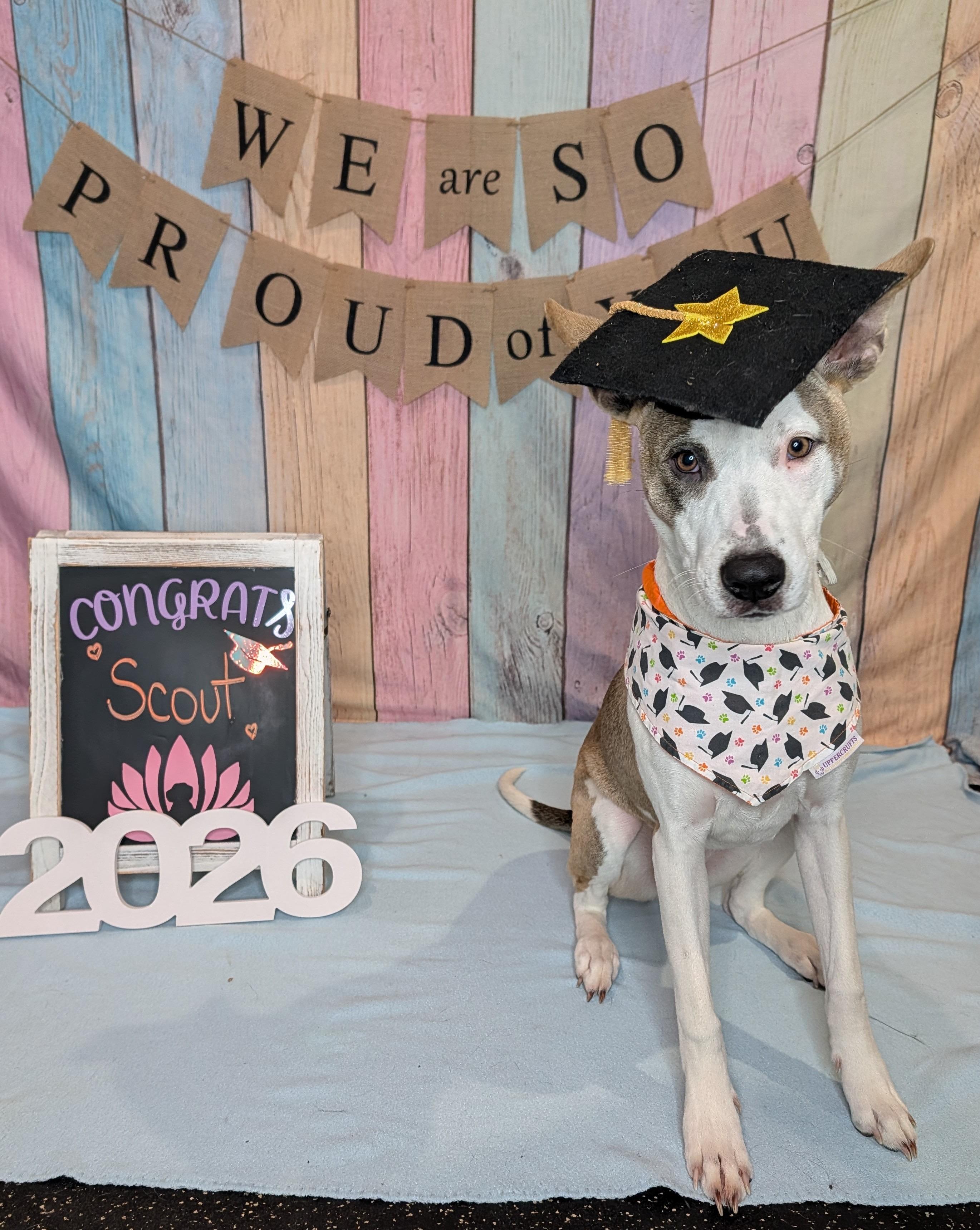 Scout, a Adoptable mixed breed in Houston, TX image 1/5