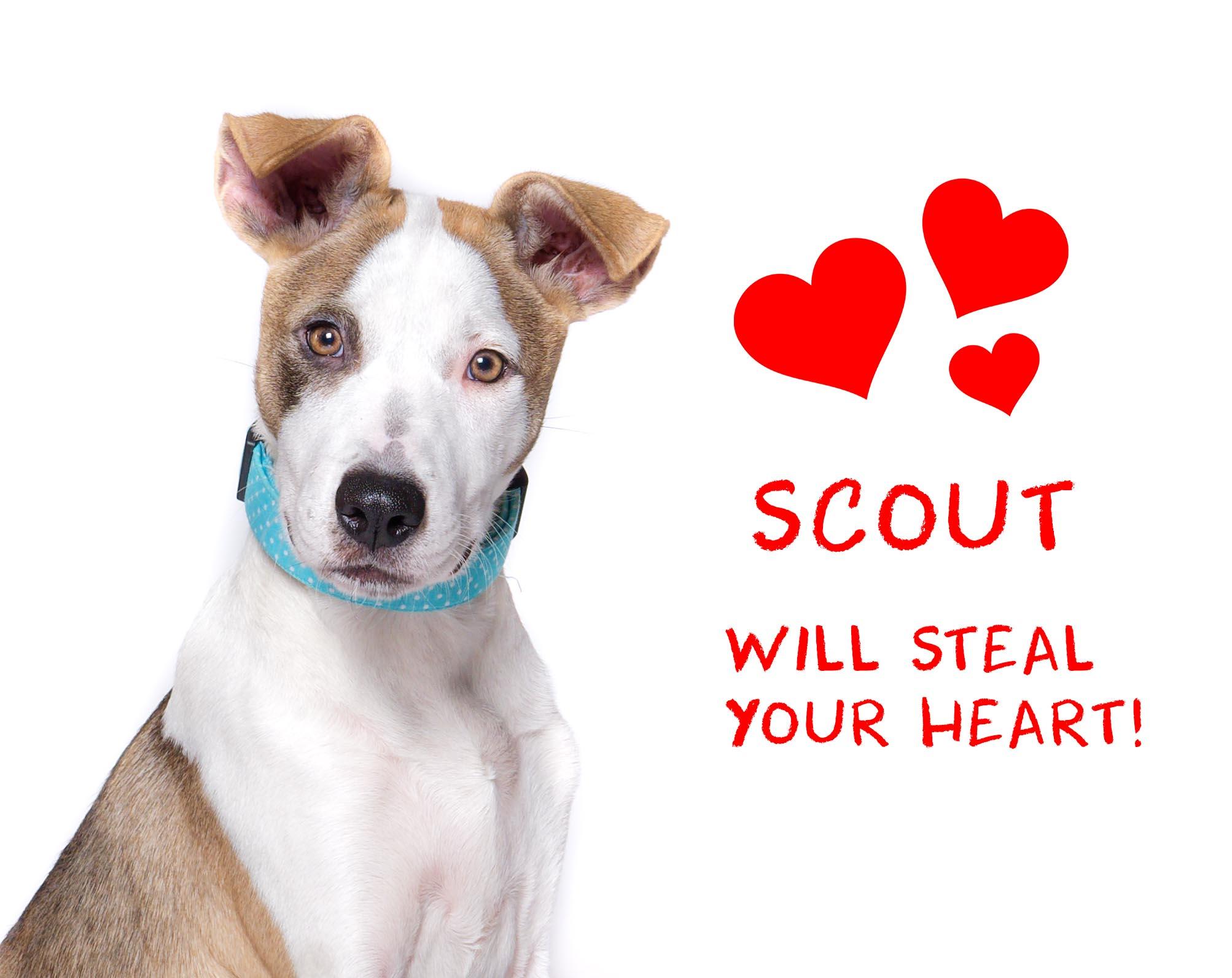 Scout, Adoptable, Young Female Labrador Retriever & Catahoula Leopard Dog.