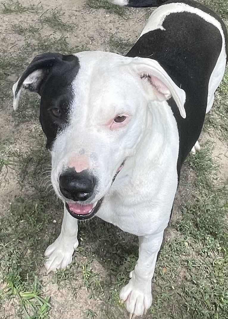 Enlarge Dora, a ADOPTABLE mixed breed in Heathsville, VA image 3/5