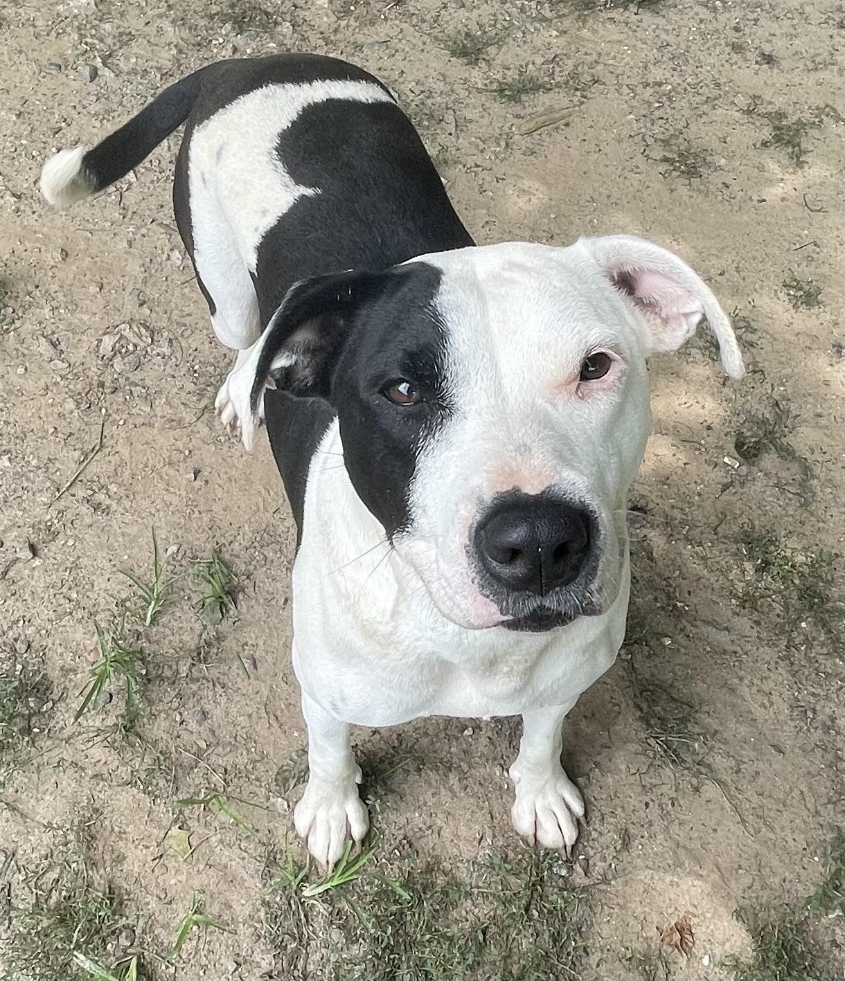 Enlarge Dora, a ADOPTABLE mixed breed in Heathsville, VA image 5/5