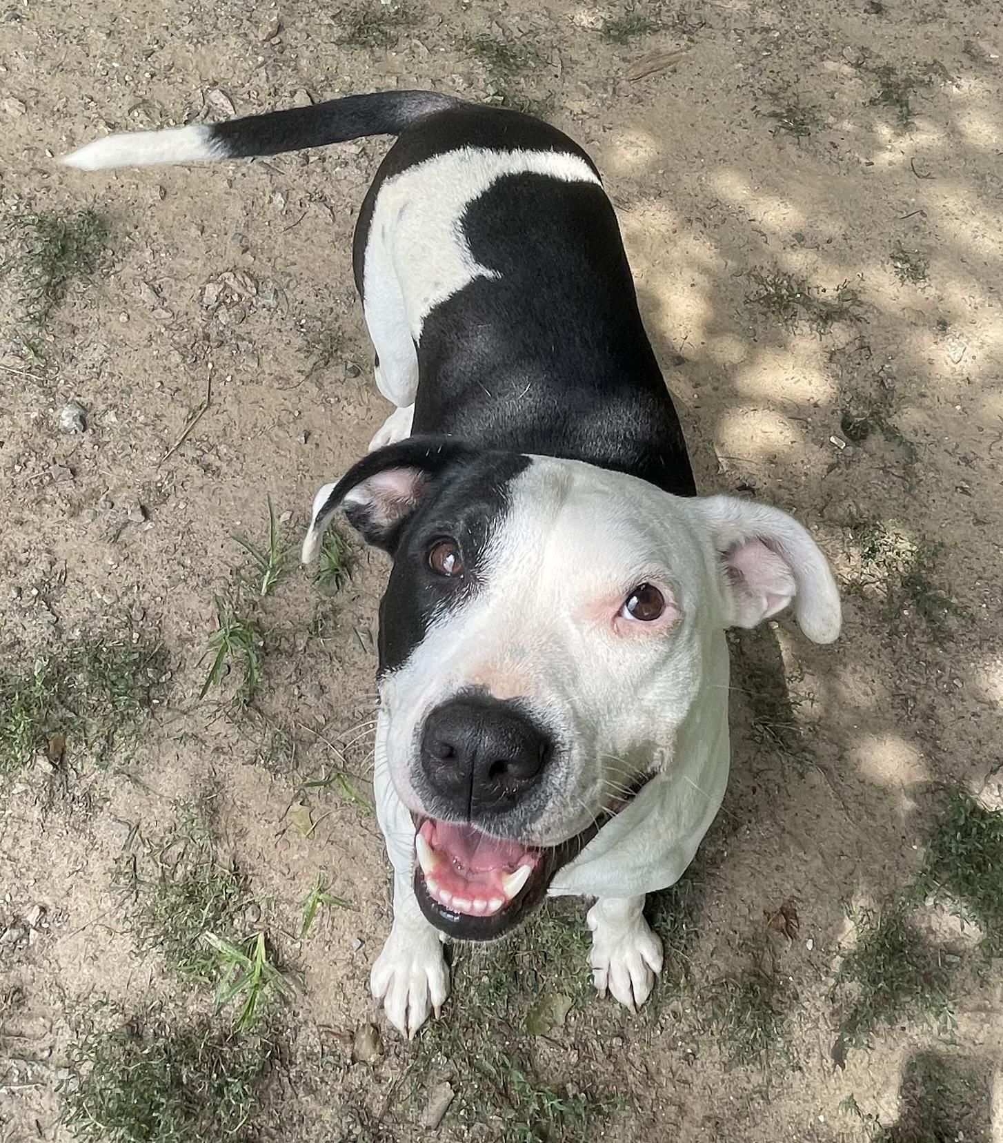 Dora, ADOPTABLE, Adult Female Pit Bull Terrier & Mixed Breed.