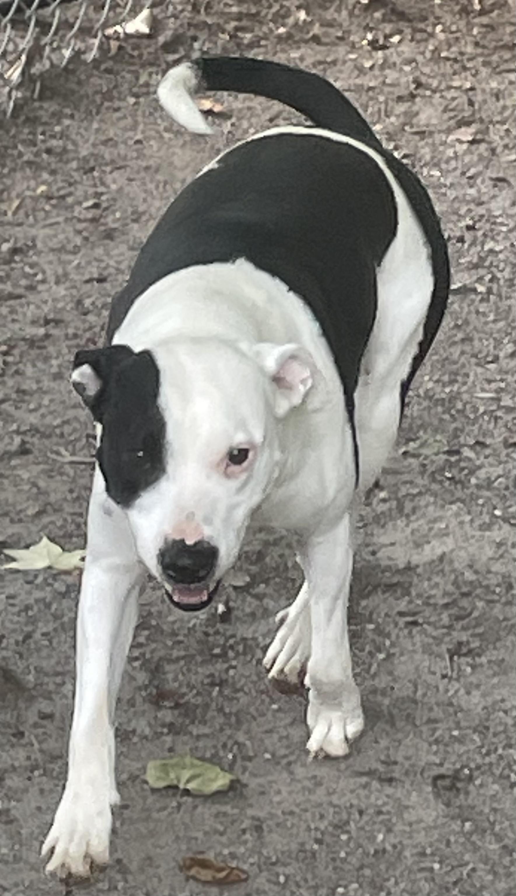 Enlarge Dora, a ADOPTABLE mixed breed in Heathsville, VA image 2/5