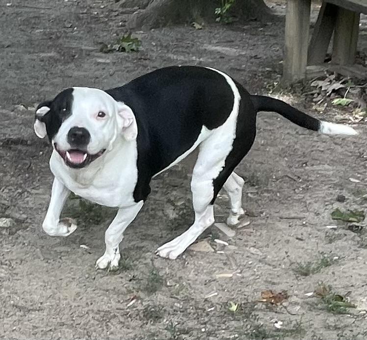 Enlarge Dora, a ADOPTABLE mixed breed in Heathsville, VA image 4/5