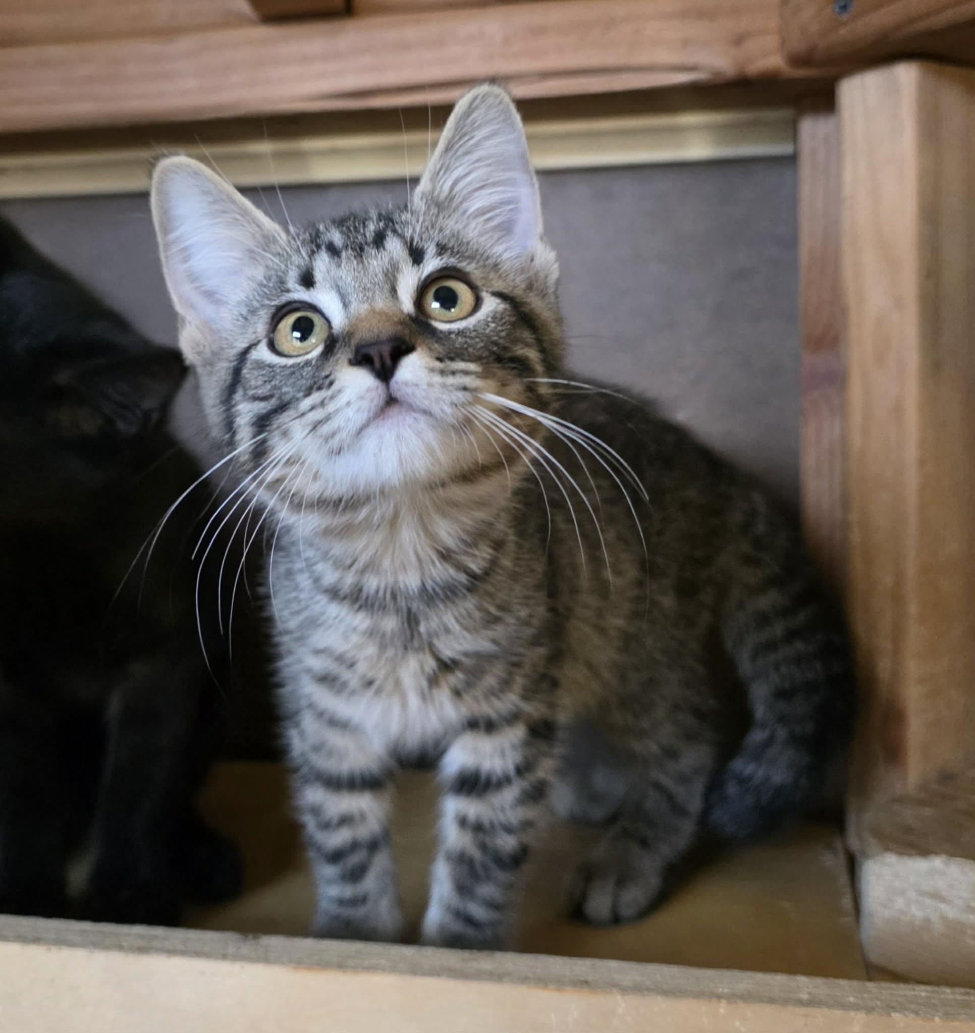 Ressler, ADOPTABLE, Young Male Domestic Short Hair.