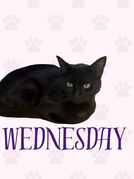 Enlarge Wednesday, a Adoptable Domestic Short Hair in Midlothian, TX image 2/2