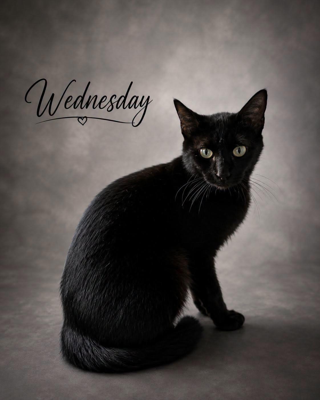 Wednesday, Adoptable, Young Female Domestic Short Hair.