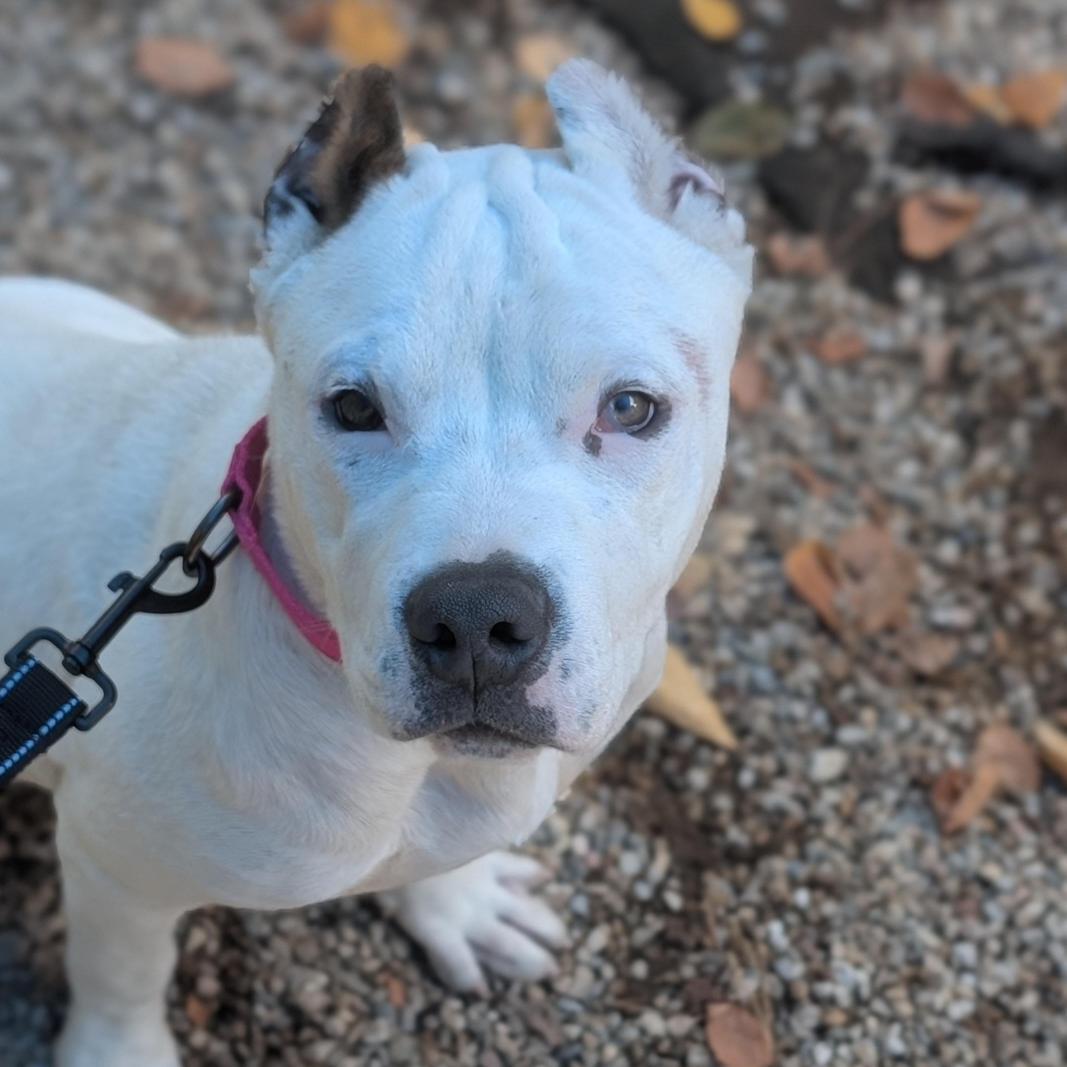 Enlarge Winny, a Adoptable mixed breed in Bristol, CT image 3/5