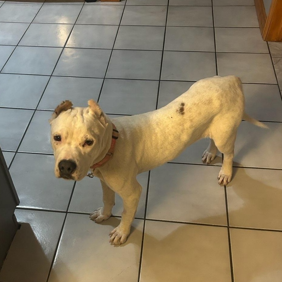 Enlarge Winny, a Adoptable mixed breed in Bristol, CT image 2/5