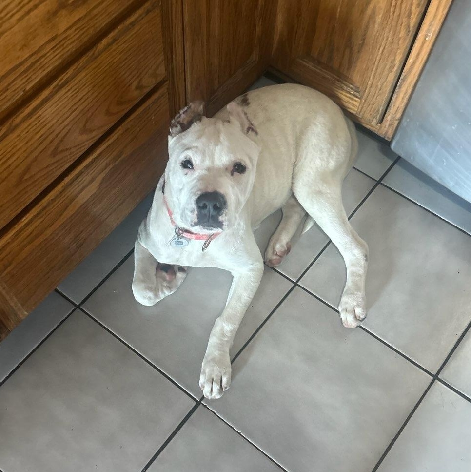 Enlarge Winny, a Adoptable mixed breed in Bristol, CT image 5/5