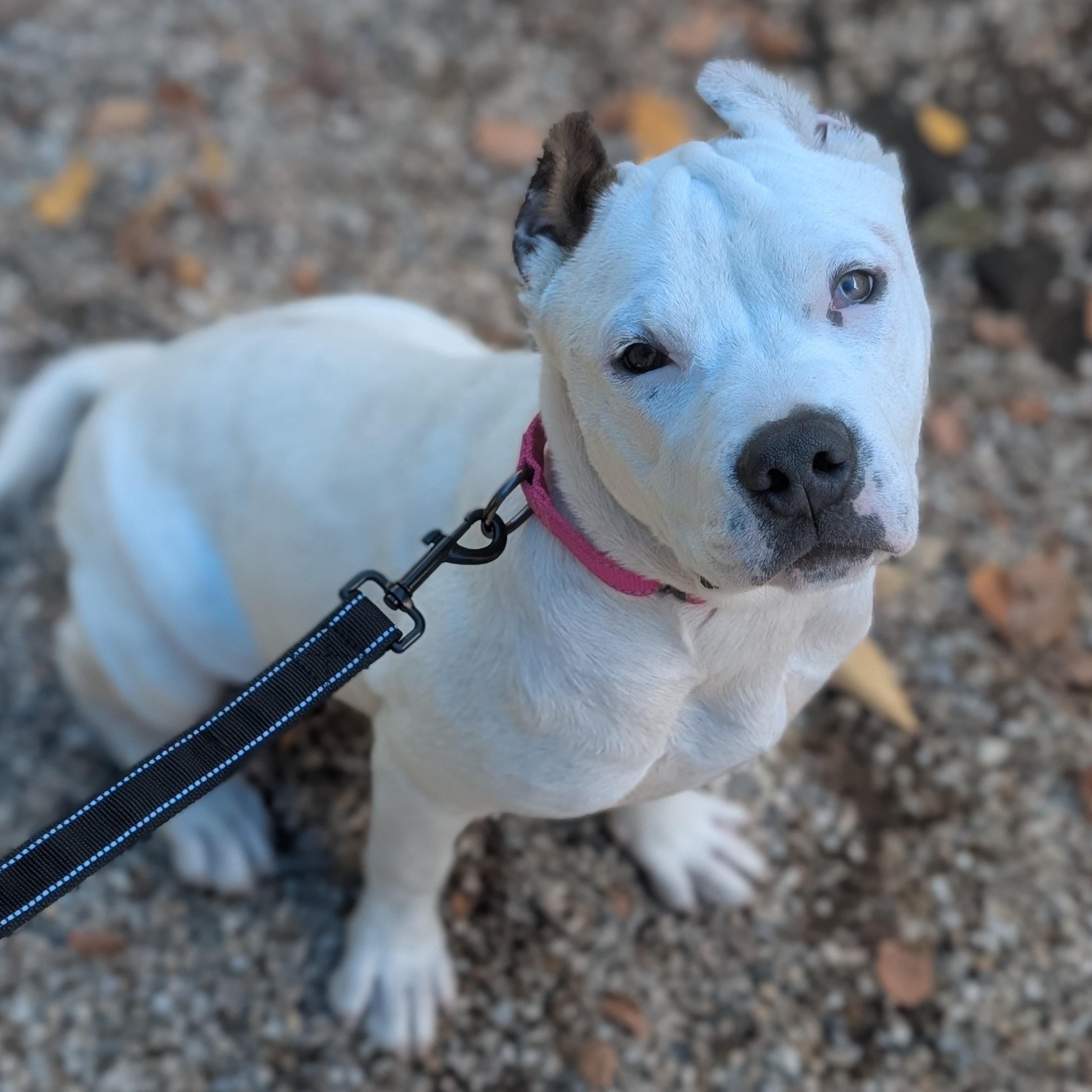 Winny, Adoptable, Young Female Pit Bull Terrier & American Staffordshire Terrier.