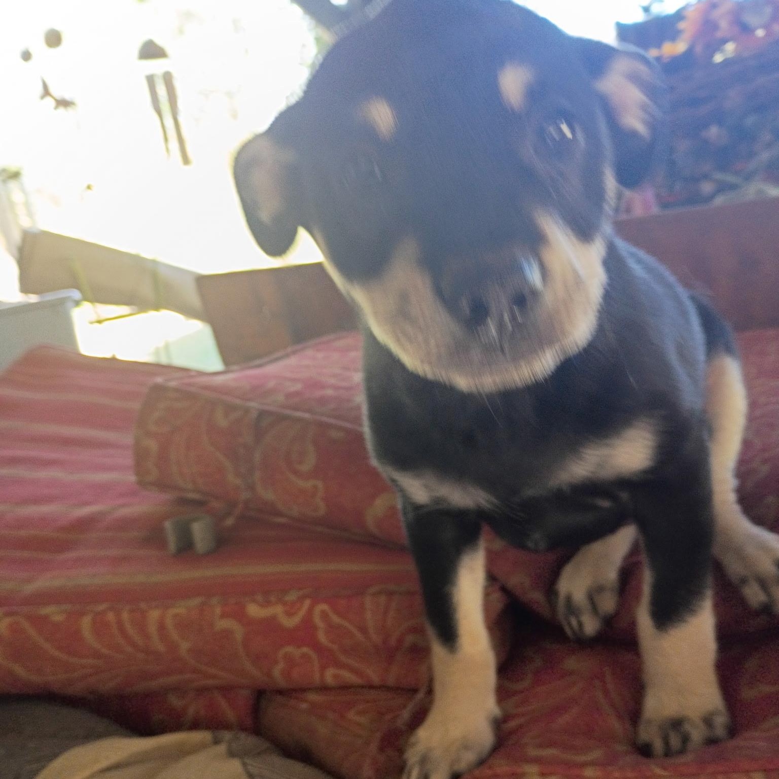 Enlarge Pike, a Adoptable mixed breed in Hamilton , NJ image 1/1