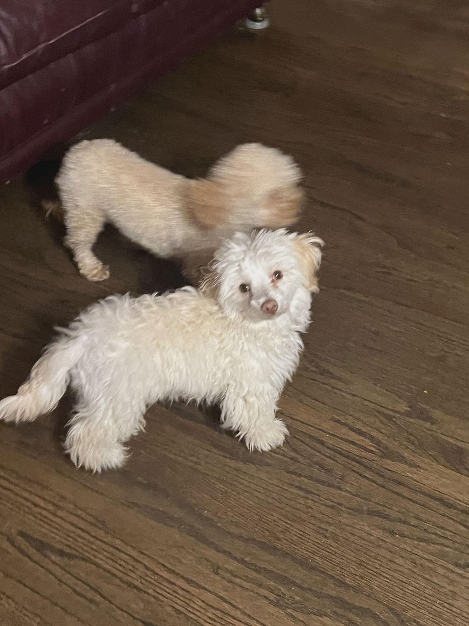 Dreidel, Adoptable, Adult Male Maltese & Poodle.