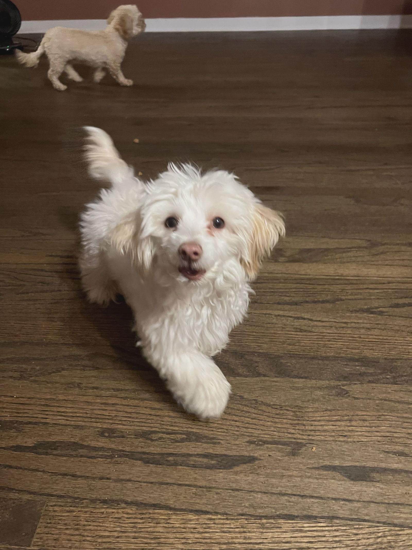 Dreidel, a Adoptable mixed breed in Croydon, NH image 2/2