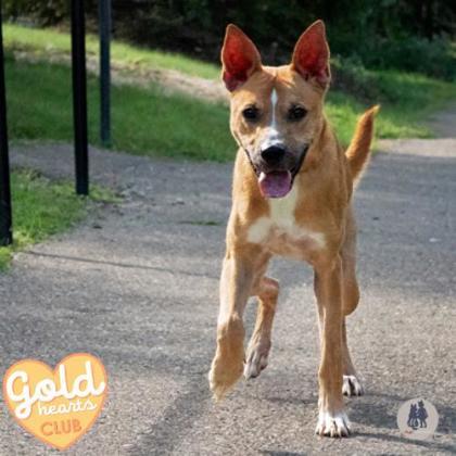 Enlarge Pickles, a Adoptable mixed breed in Ann Arbor, MI image 1/3