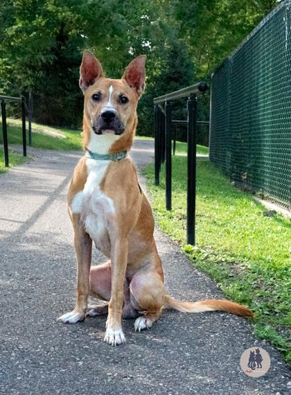 Enlarge Pickles, a Adoptable mixed breed in Ann Arbor, MI image 2/3