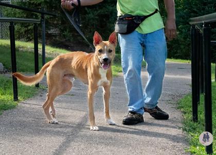 Enlarge Pickles, a Adoptable mixed breed in Ann Arbor, MI image 3/3