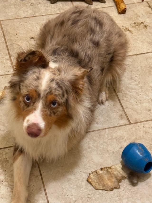 Enlarge Dasher, an adopted Australian Shepherd in Englishtown, NJ image 2/2