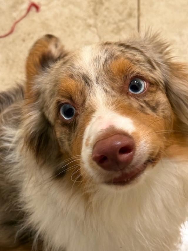 Dasher, adopted, Young Male Australian Shepherd.