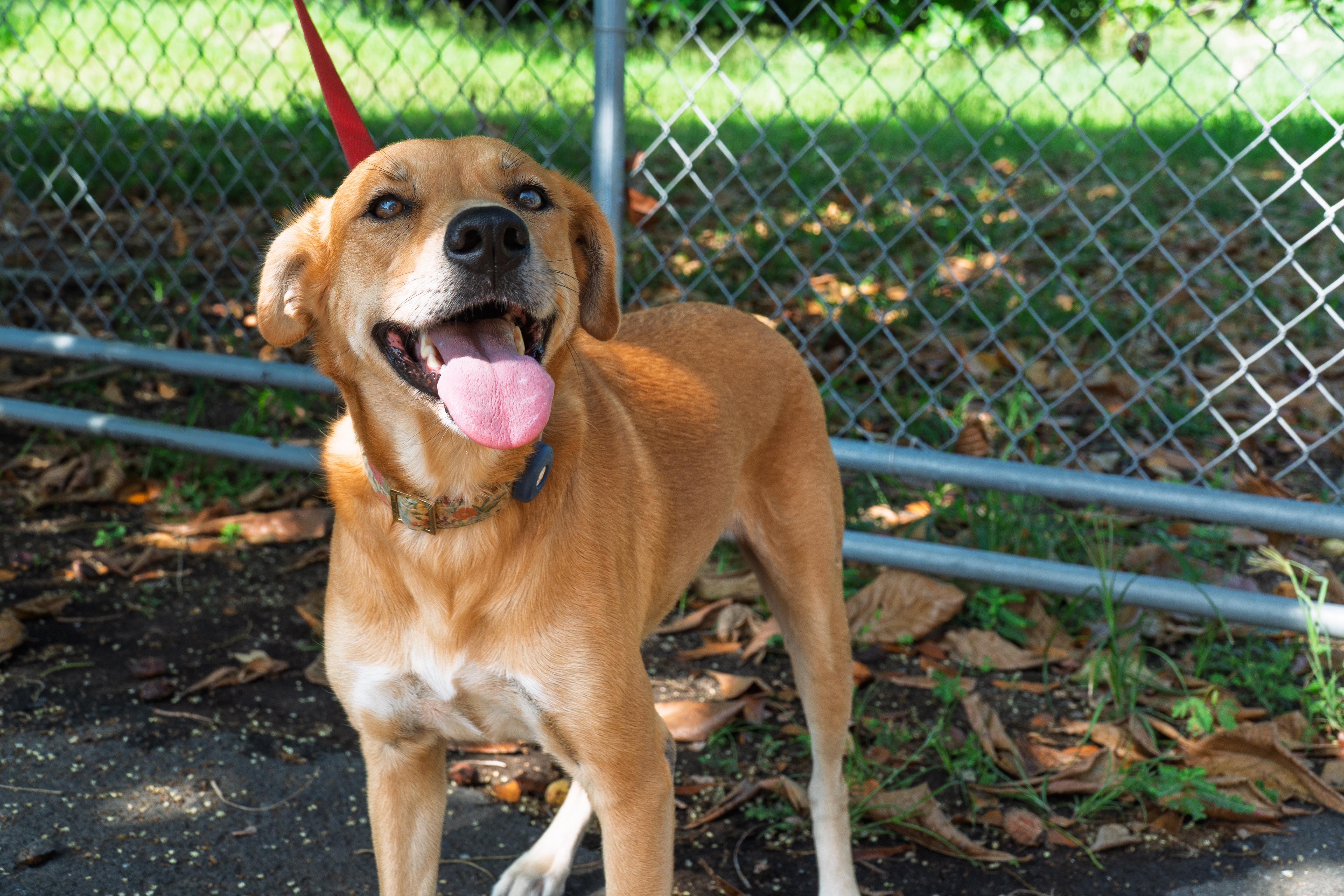 Almendra the Adventurer!, an adoptable Shepherd, Pit Bull Terrier in bend, OR, 97703 | Photo Image 5