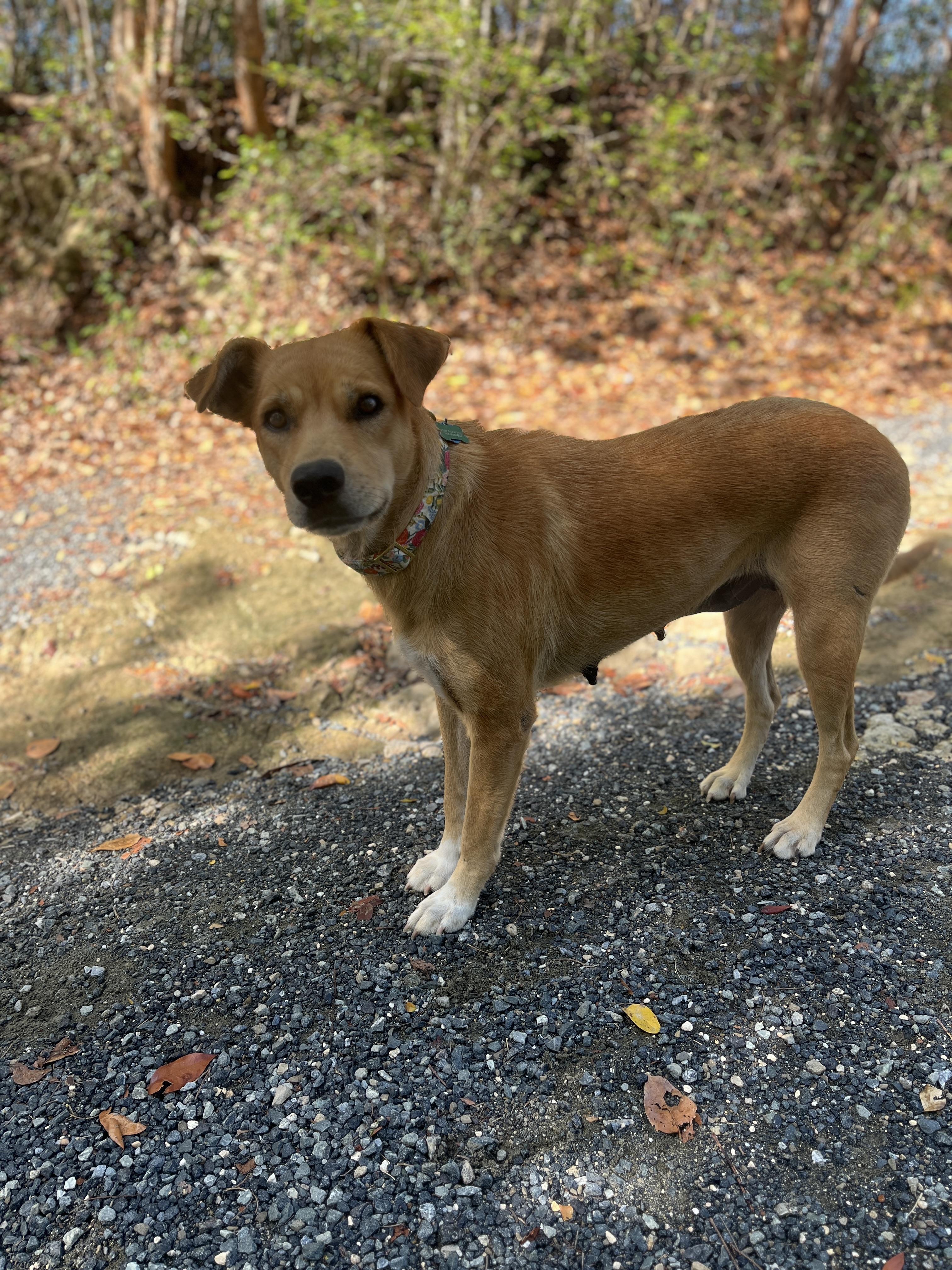 Almendra the Adventurer!, an adoptable Shepherd, Pit Bull Terrier in bend, OR, 97703 | Photo Image 4