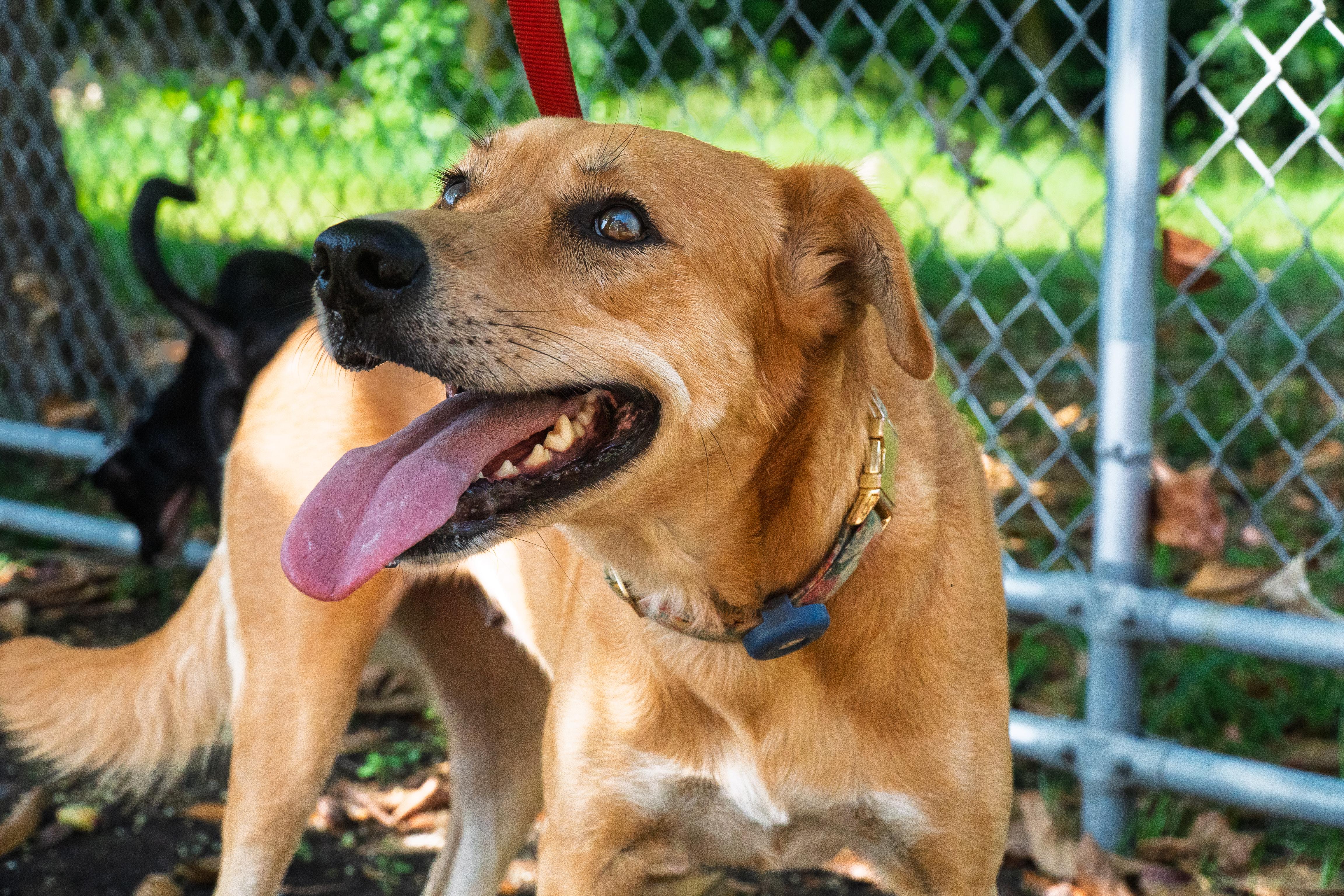 Almendra the Adventurer!, an adoptable Shepherd, Pit Bull Terrier in bend, OR, 97703 | Photo Image 1