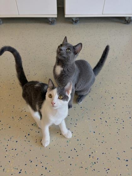 Frisbee, Adoptable, Young Male Domestic Medium Hair & Domestic Short Hair.