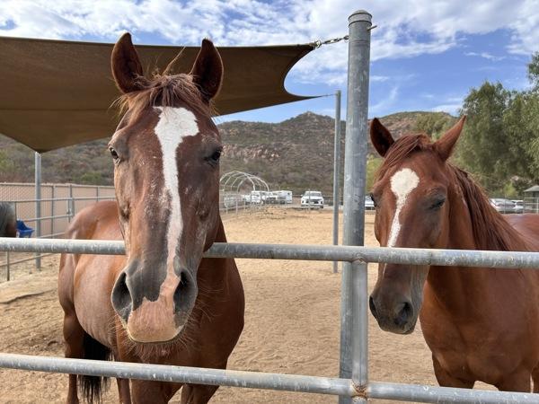Lefty, Adoptable, Senior Male Quarterhorse.