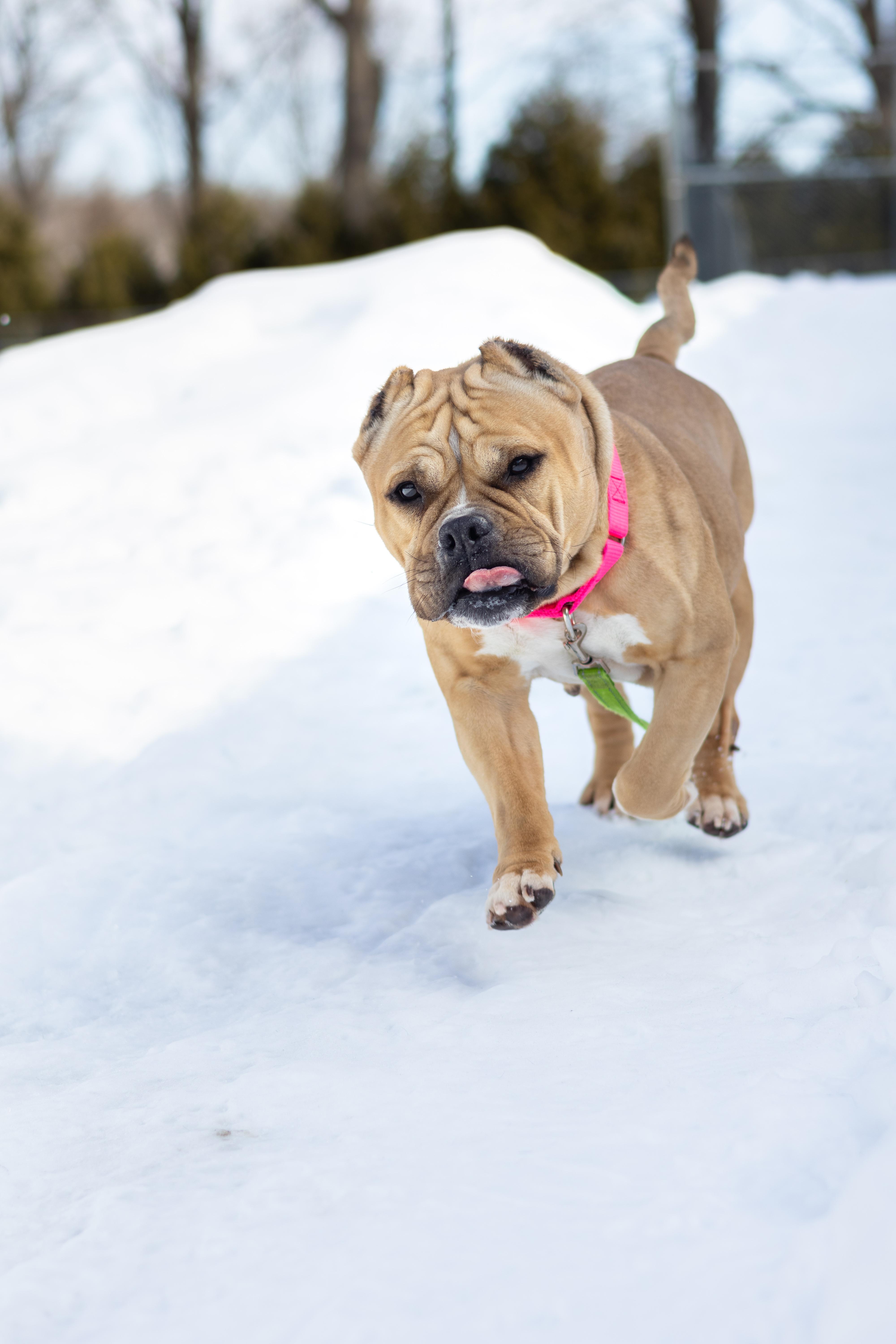 Mindy, Adoptable, Adult Female Staffordshire Bull Terrier.