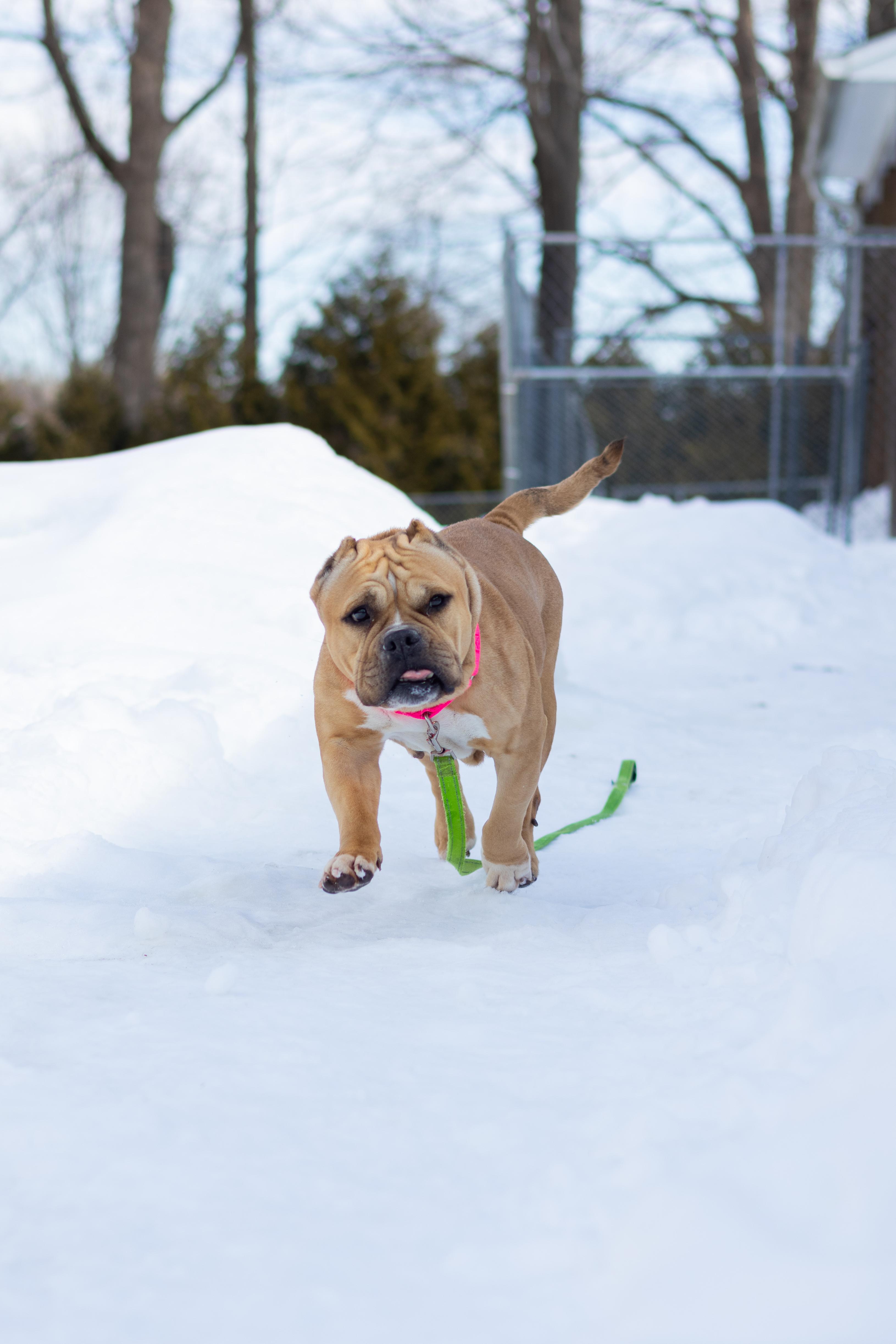 Enlarge Mindy, a Adoptable mixed breed in Terryville, CT image 1/6