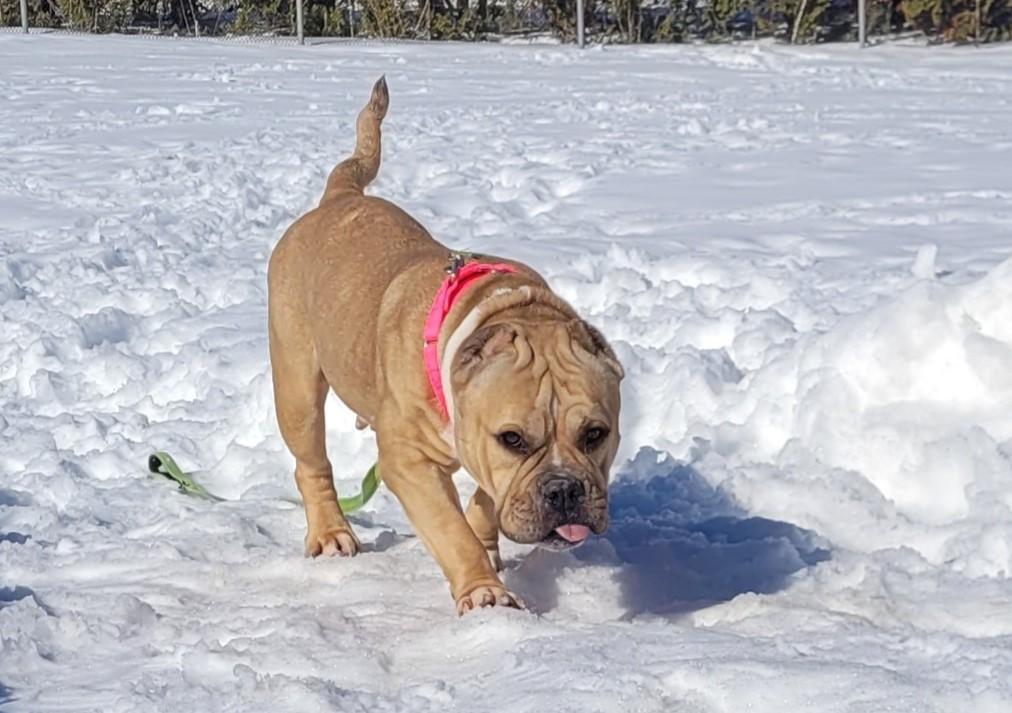 Enlarge Mindy, a Adoptable mixed breed in Terryville, CT image 2/6