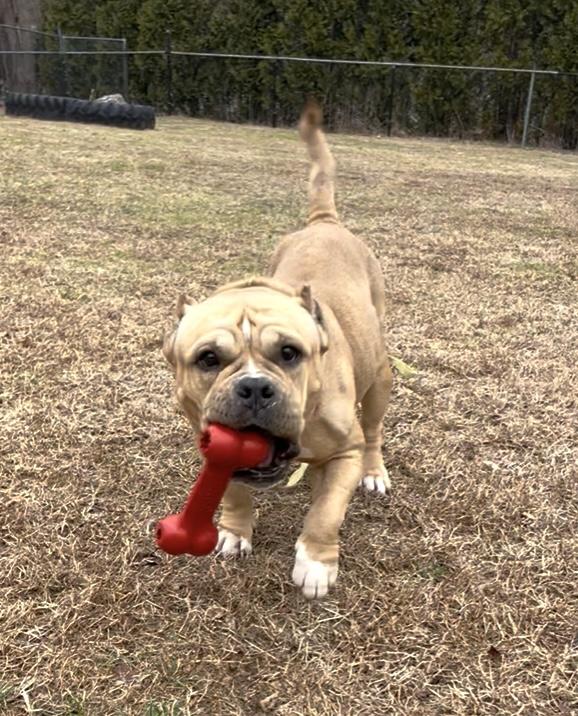 Enlarge Mindy, a Adoptable mixed breed in Terryville, CT image 3/6