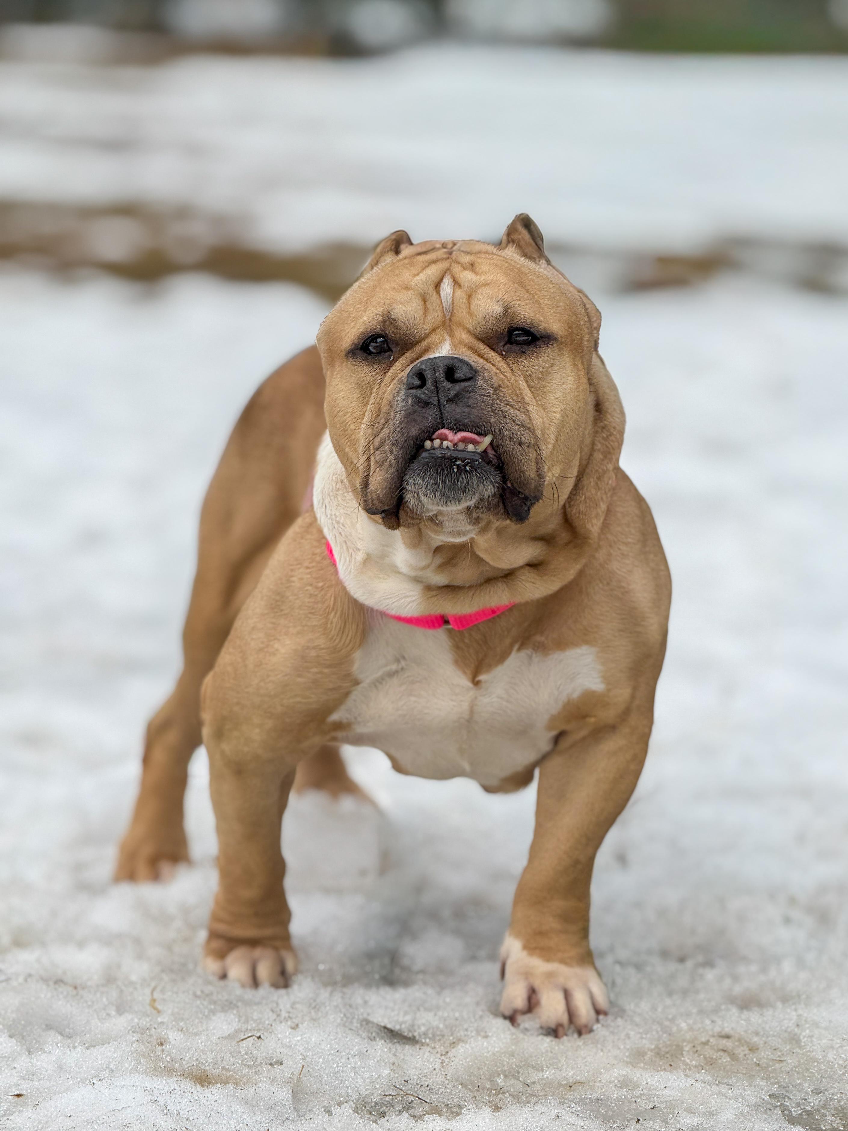 Enlarge Mindy, a Adoptable mixed breed in Terryville, CT image 4/6