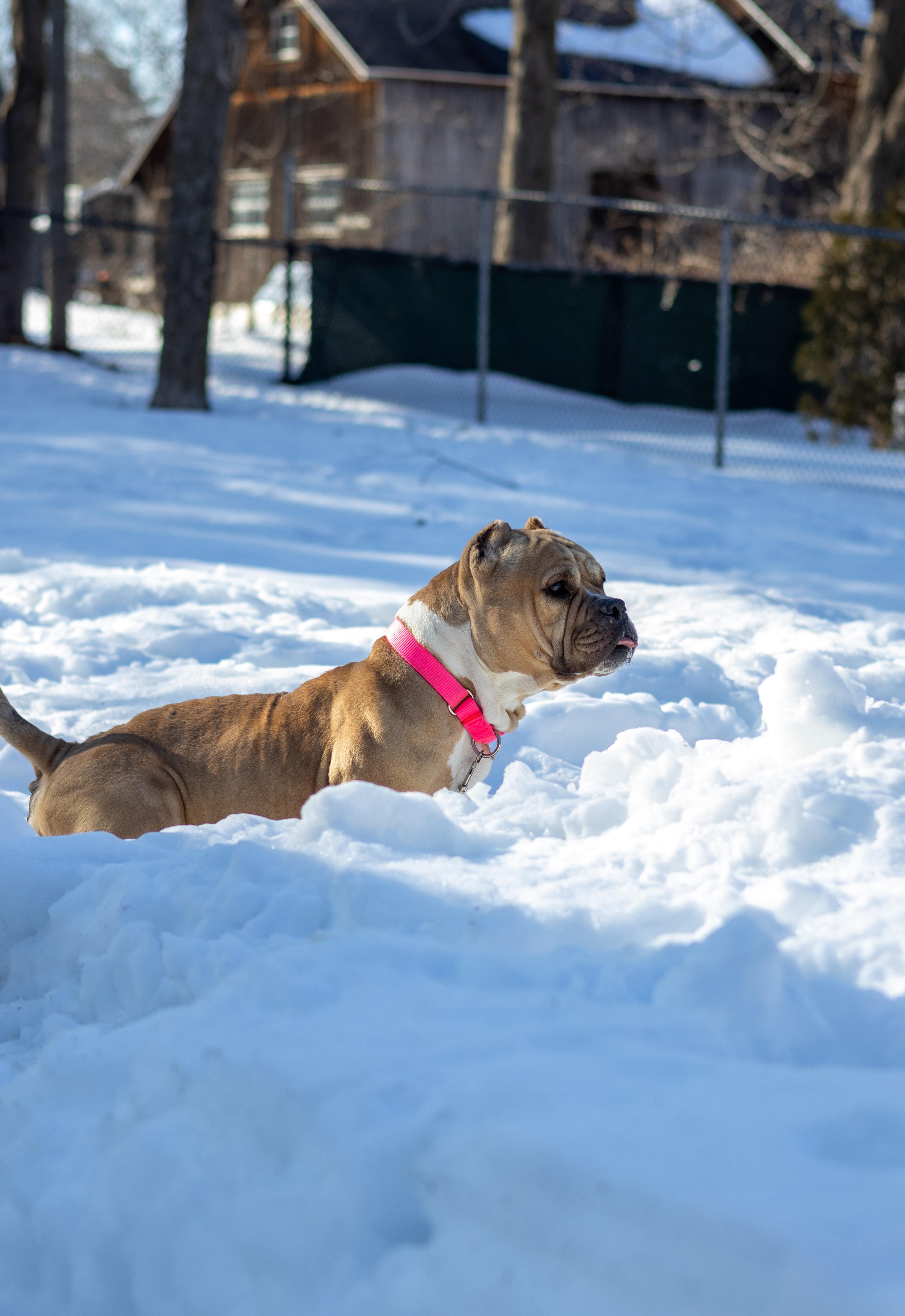 Enlarge Mindy, a Adoptable mixed breed in Terryville, CT image 5/6