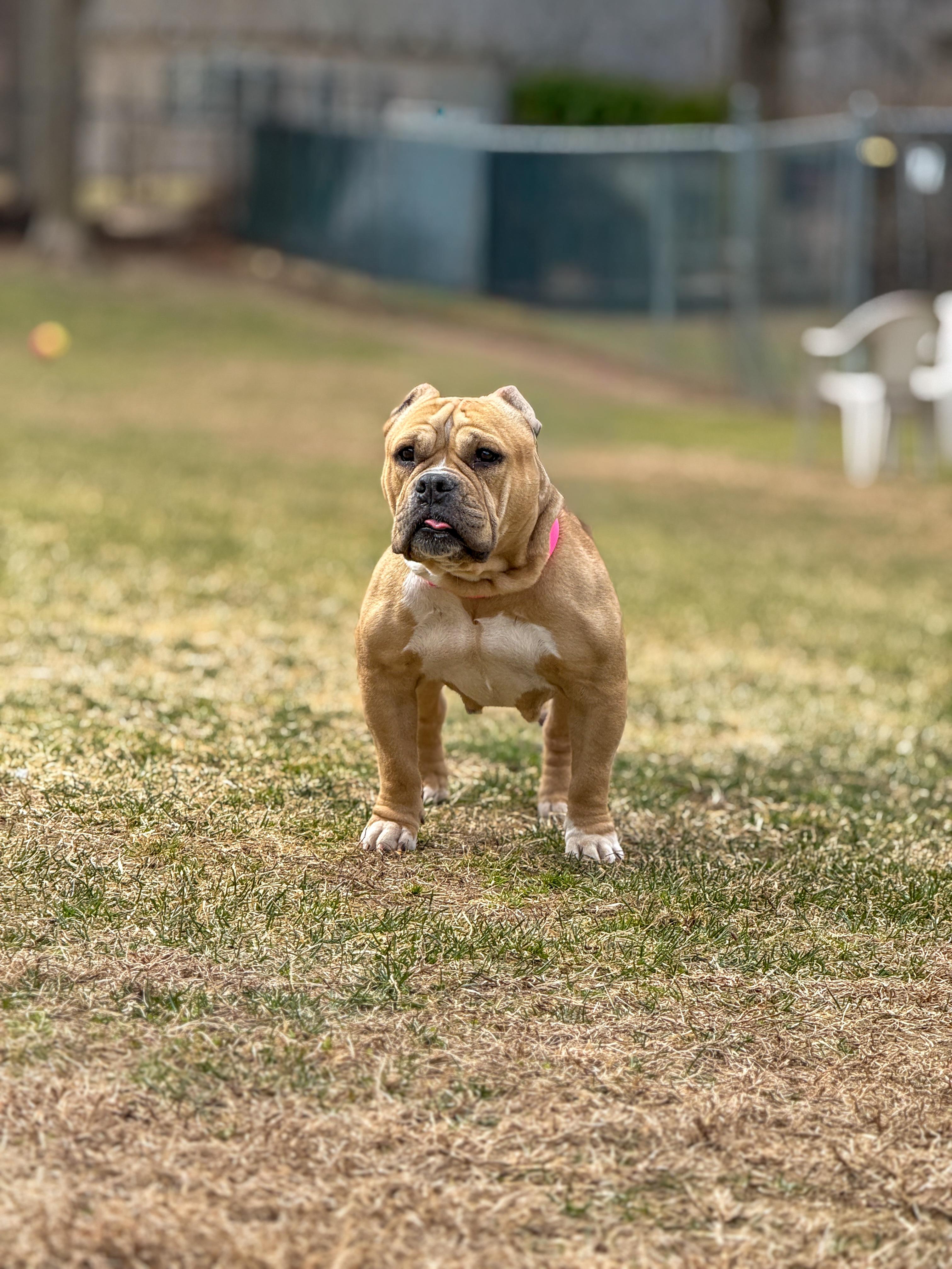 Enlarge Mindy, a Adoptable mixed breed in Terryville, CT image 5/6