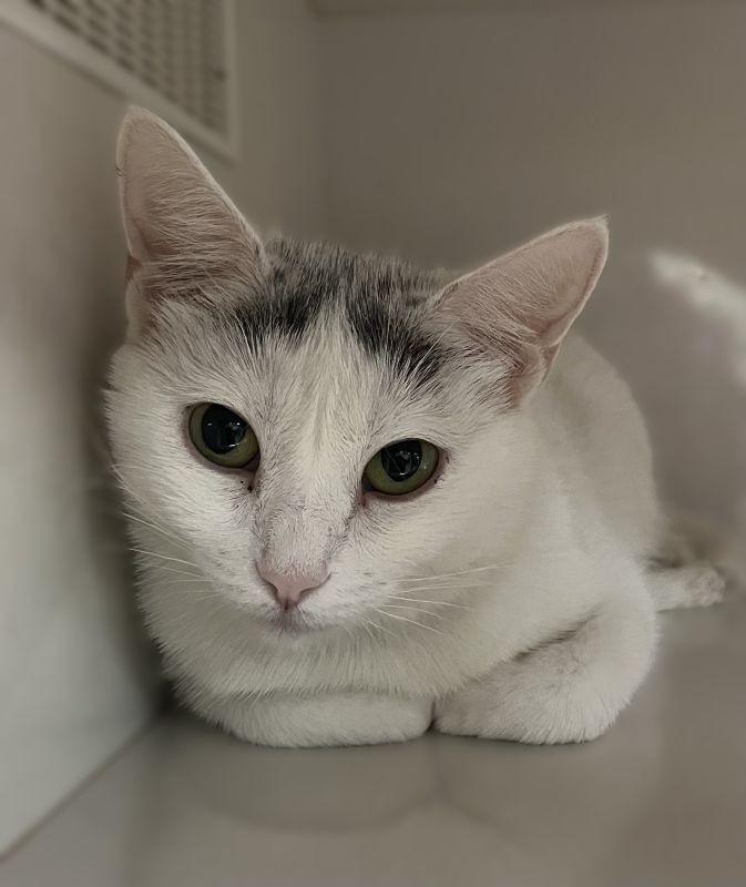 Enlarge Giselle, a Adoptable mixed breed in Genoa, IL image 1/1