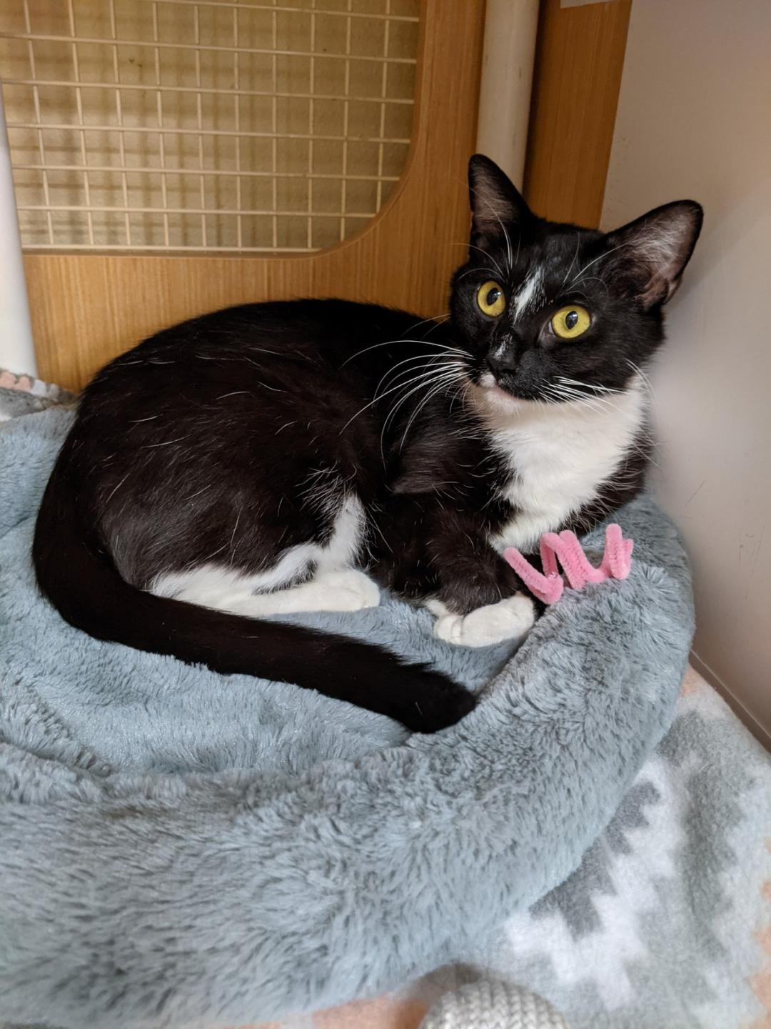 Luna, Adoptable, Adult Female Domestic Short Hair & Tuxedo.