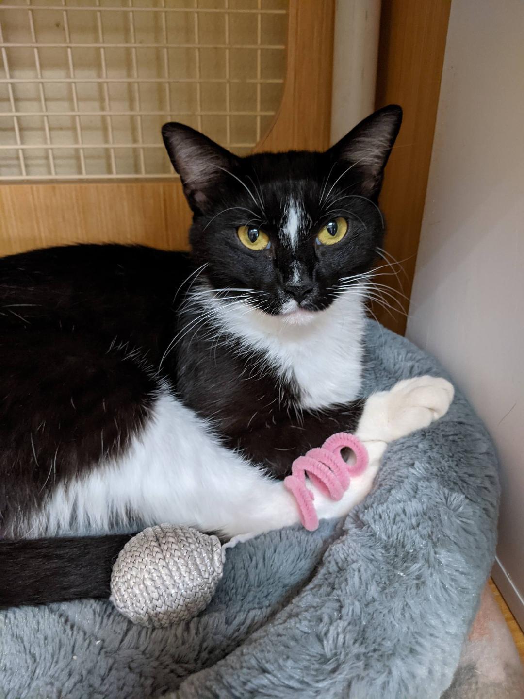 Enlarge Luna, a Adoptable mixed breed in Plano, TX image 2/3