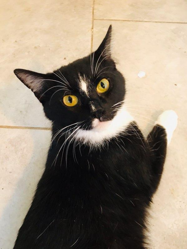 Enlarge Luna, a Adoptable mixed breed in Plano, TX image 3/3