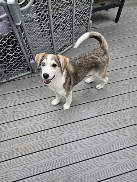 Enlarge Breve, a ADOPTABLE mixed breed in Nottingham, MD image 2/3