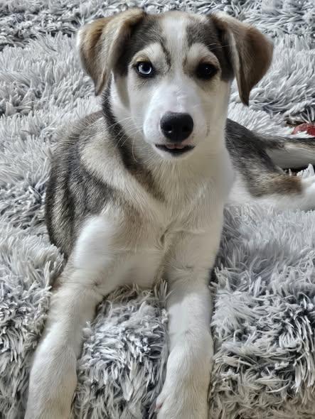 Enlarge Breve, a ADOPTABLE mixed breed in Nottingham, MD image 3/3