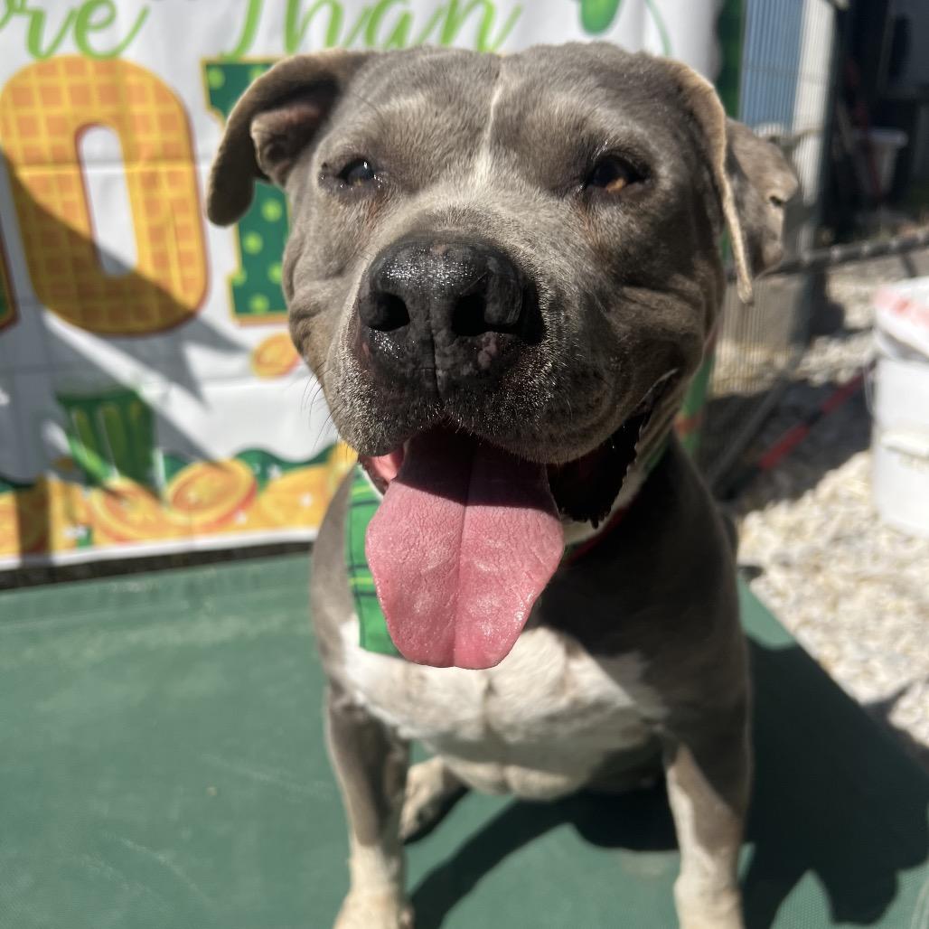 Jade, Adoptable, Adult Female American Staffordshire Terrier & Pit Bull Terrier.